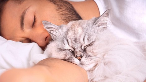 Dovolite vaši mački spati z vami v postelji? Poglejte, kakšne posledice ima lahko to za vas in vašega ljubljenčka!