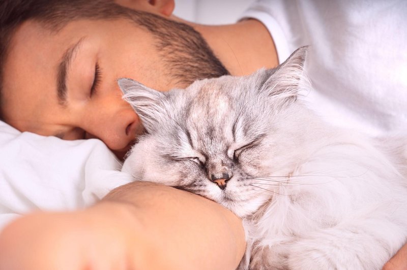 Dovolite vaši mački spati z vami v postelji? Poglejte, kakšne posledice ima lahko to za vas in vašega ljubljenčka! (foto: Profimedia)