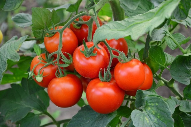 Ste tudi vi opazili, da paradižnik ni več tako okusen kot nekoč? TO je razlog!