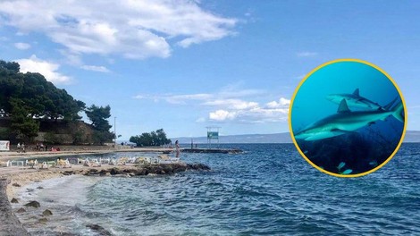 Blizu priljubljene hrvaške plaže se zbira okrog 200 morskih psov: strokovnjak pojasnil, kaj se dogaja