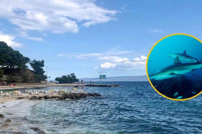 Blizu priljubljene hrvaške plaže se zbira okrog 200 morskih psov: strokovnjak pojasnil, kaj se dogaja