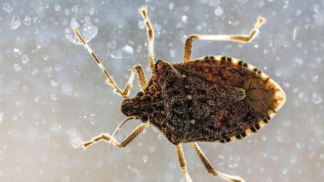 Stroka opaža porast TEH žuželk. Kako morate ravnati, če jih najdete v svojem domu?
