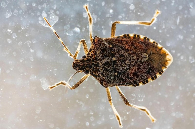 Stroka opaža porast TEH žuželk. Kako morate ravnati, če jih najdete v svojem domu? (foto: Profimedia)