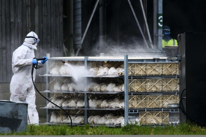 Lahko izbruh ptičje gripe po Evropi prizadene tudi Slovenijo?