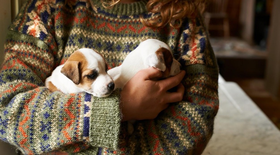 Kakšen lastnik kužka bi bili? Rešite test!🐶 (foto: profimedia)