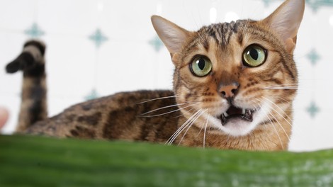 To je pravi razlog, zakaj se mačke bojijo KUMAR. In zakaj tega ne smete NIKOLI, ampak res nikoli početi! (opozarjajo veterinarji)