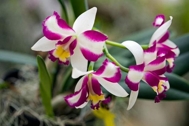 ORHIDEJA Orhideje so odličen dodatek vašemu domu, saj jim ni važno, kako vlažno je okolje, v katerem so. Vseeno pazite, …