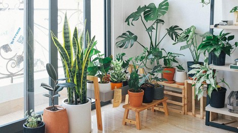 Te rastline postavite v svojo sobo – lahko pomagajo ščititi pred prehladom