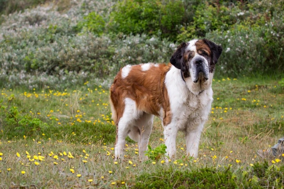 BERNARDINEC Spomnite se ga iz družinskega filma Beethoven, kjer je marsikaj ušpičil. Tehta lahko tudi do 80 kg, njegovo telo …