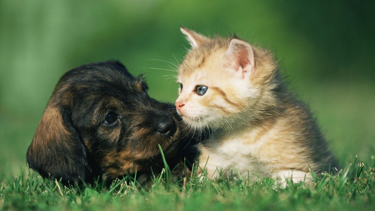 mačka in pes - dobra prijatelja (foto: Profimedia)
