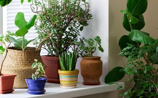 TO so rastline, ki jih MORATE imeti doma - za srečo in dobro energijo