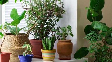 TO so rastline, ki jih MORATE imeti doma - za srečo in dobro energijo