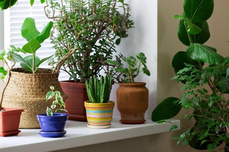 TO so rastline, ki jih MORATE imeti doma - za srečo in dobro energijo (foto: profimedia)