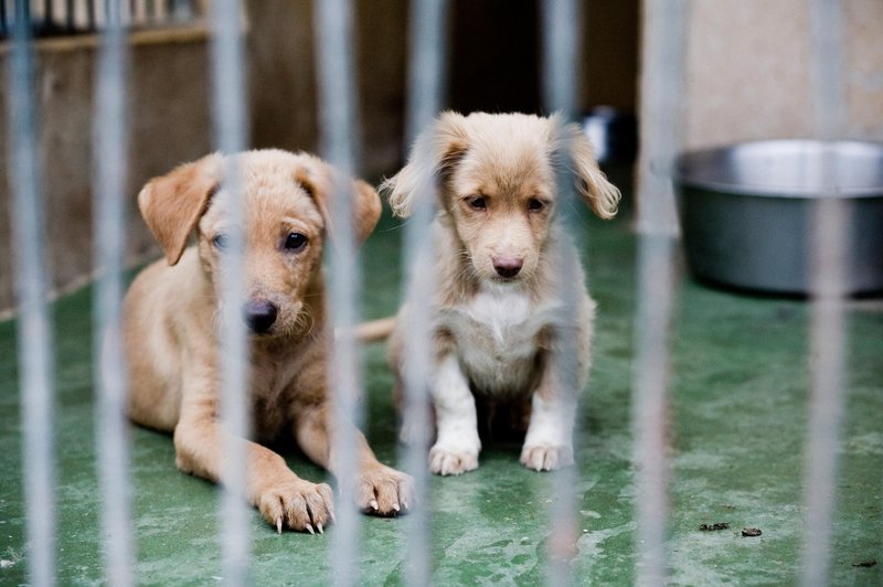 pasji mladički v zavetišču (foto: profimedia)