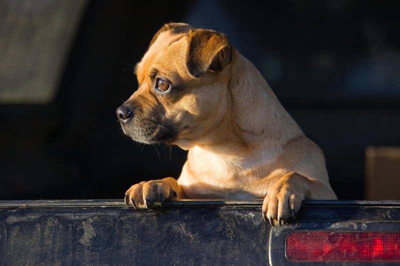 pes mops žrtev trgovine z živalmi. Pes v prtljažniku. (foto: Profimedia)