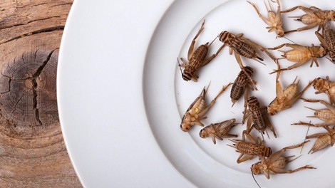 Ste vedeli, da črički niso edine žuželke v naši prehrani? Morda ste jih že jedli, pa tega sploh ne veste