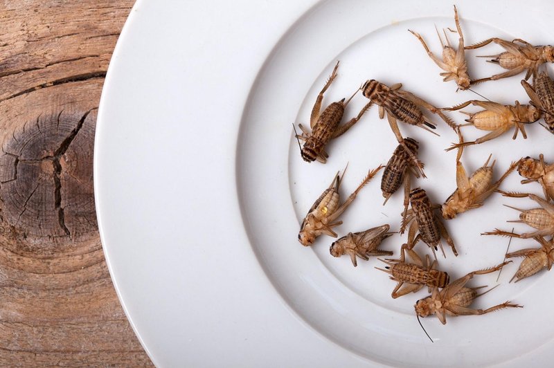 Ste vedeli, da črički niso edine žuželke v naši prehrani? Morda ste jih že jedli, pa tega sploh ne veste (foto: Profimedia)