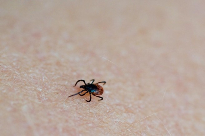 Raziskovalci odkrili nov virus, ki ga prenašajo klopi – kako nevaren je?