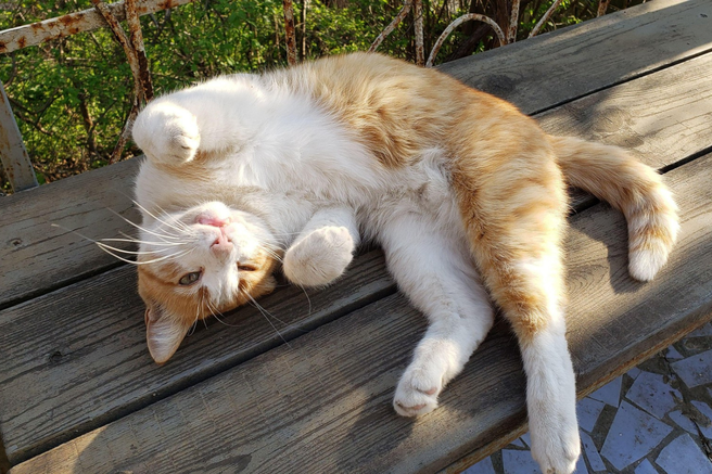 Lastniki mačk: Neodvisni in uživaški 

Mačke so svobodna in neodvisna bitja, kar pokažejo in učijo tudi svoje lastnike. Del osebnosti lastnikov mačk, dostikrat ni niti pol toliko neobremenjen glede svojega življenja, odnosov in dogajanja kot pa je to izrazito v »mačjem svetu«. Toda vseeno lastniki mačk veljajo za uživaške in neodvisne. Raje delujejo sami kot v skupini, obožujejo nenavaden humor in besedne igrice, pohvalijo pa se lahko tudi z visoko inteligenco.