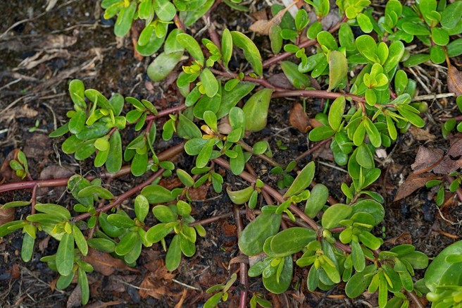 Obravnavamo jo kakor plevel, v resnici pa ima TA rastlina številne zdravilne učinke