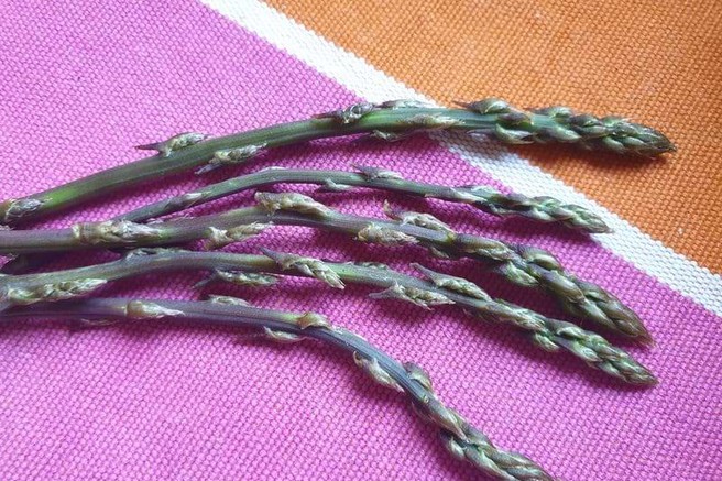 Na Kras na razgibano Špargljado!