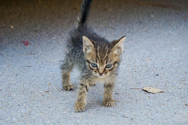 Prav vsak lahko pomaga brezdomnih živalim (pa ne samo s posvojitvijo) – preverite, kako