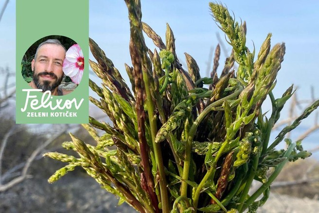 Sezona divjih špargljev je tukaj. Veste, zakaj, kako in koliko jih lahko naberemo?