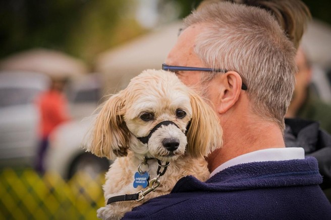 Jadranka Juras kritična: ʺČe je to težko doumeti, je bolje, da psa nimamoʺ