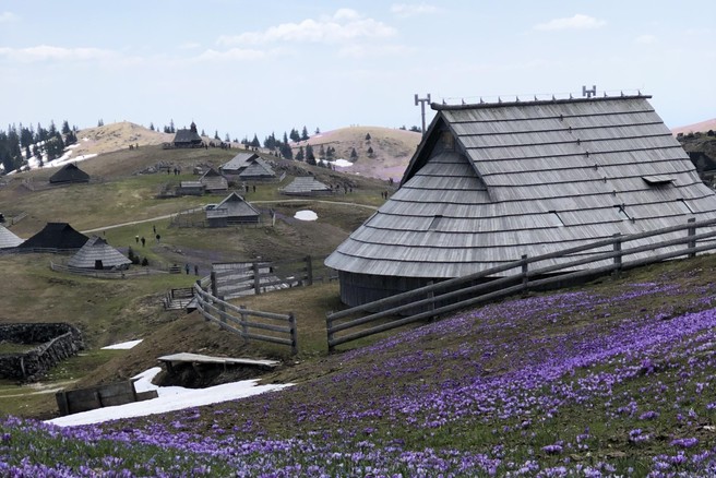 Ideja za izlet: na Veliko planino v zimsko pravljico ali na ogled žafranov