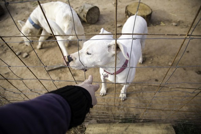 Obupan klic na pomoč društva, ki pomaga živalim: ''Dobesedno nimamo ničesar''