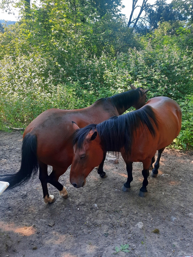 Daljše poti vodijo iz Phliškega bajerja po dveh različnih poteh (1 h), z gradu Jablje (2 h) in iz Topol …