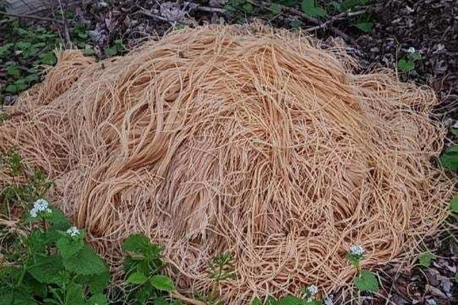 Neverjetno: nekdo je v gozd odvrgel več kot 200 kg testenin - razlog vas bo pustil odprtih ust!