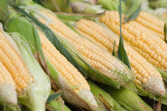 Strokovnjakinja razkriva vse, kar morate vedeti o gensko spremenjenih organizmih