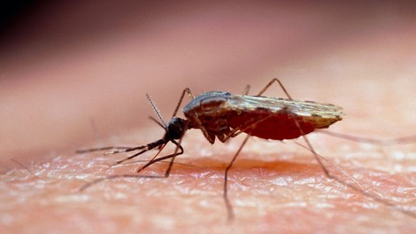 Katero krvno skupino imajo komarji "najraje"?