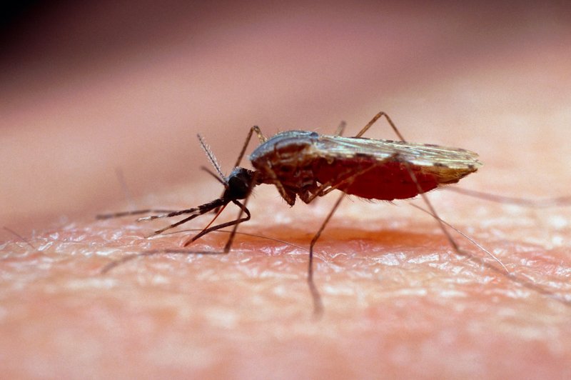 Katero krvno skupino imajo komarji "najraje"? (foto: Profimedia)