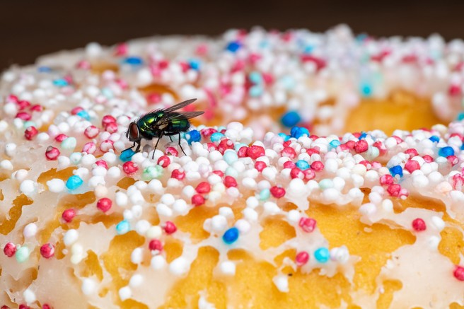 TO se zgodi s hrano, ko nanjo prileti muha (jo je še varno jesti?)