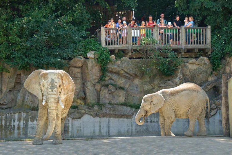 Presenetljivo odkritje o tem, kako obiskovalci v živalskem vrtu vplivajo na počutje živali
