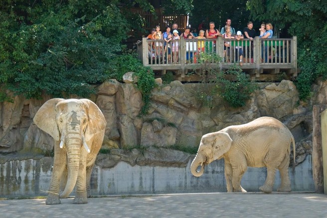 Presenetljivo odkritje o tem, kako obiskovalci v živalskem vrtu vplivajo na počutje živali