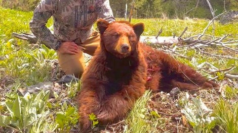Znani športnik razjezil svoje oboževalce: na lovu ubil medveda in ponosno poziral ob truplu (FOTO)