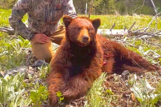 Znani športnik razjezil svoje oboževalce: na lovu ubil medveda in ponosno poziral ob truplu (FOTO)