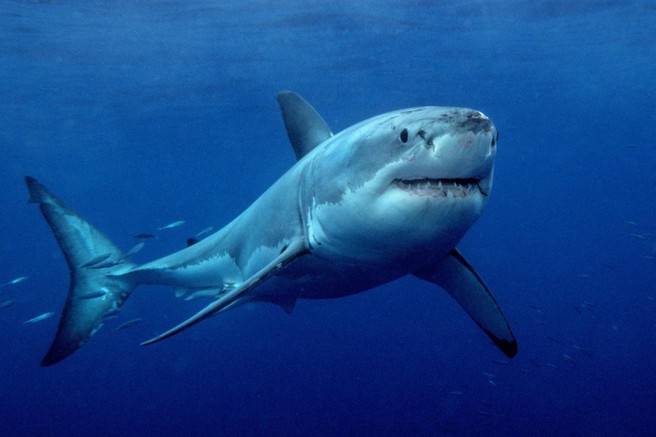 Razkrivamo vse lokacije, kjer so letos opazili nevarne morske pse