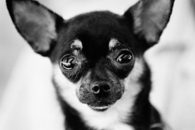 Kako preboleti bolečo izgubo? Veliko ljudi ne razume stiske, ki jo prinaša izguba hišnega ljubljenčka