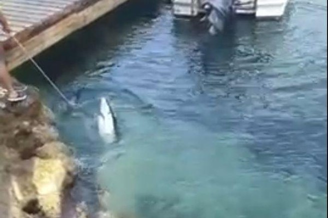 Preplah na Lošinju: iz vode z vrvjo vlekli morskega psa, znano je, zakaj (FOTO)