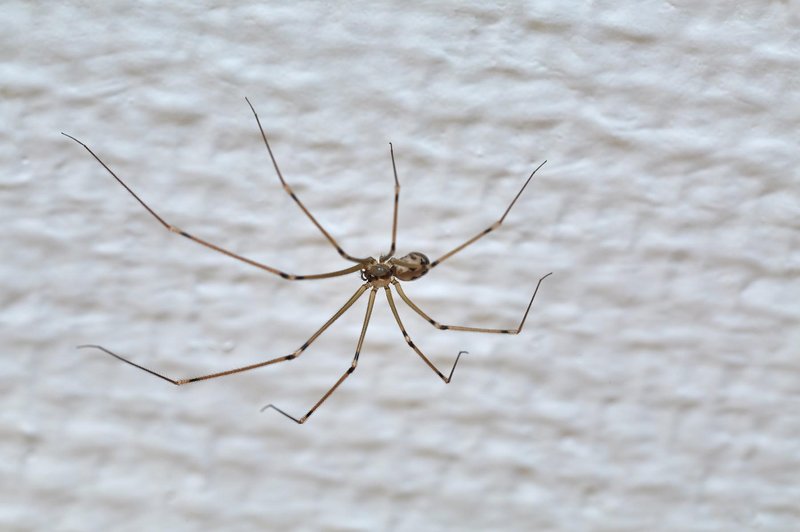 Najučinkovitejši način, kako pajke prepričati, da zapustijo vašo spalnico (foto: Profimedia)