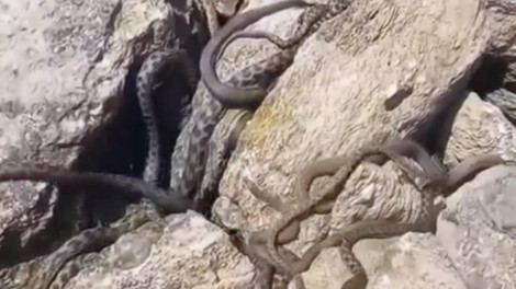 Neprijeten prizor: plažo v naši bližini so okupirale kače (VIDEO)