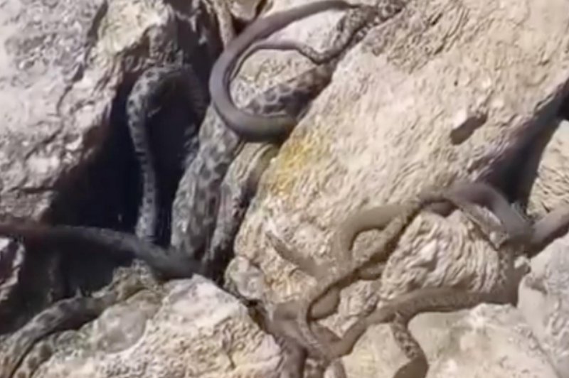 Neprijeten prizor: plažo v naši bližini so okupirale kače (VIDEO) (foto: Instagram/podgoricki.vremeplov)