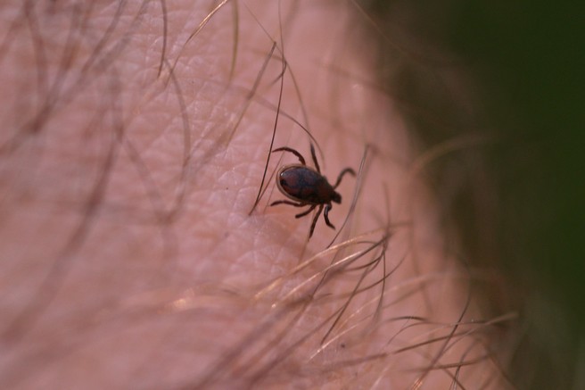 Borelioza: znaki, vzroki, posledice in zdravljenje