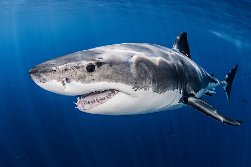 Kaj storiti, če srečamo morskega psa? (foto: Profimedia)