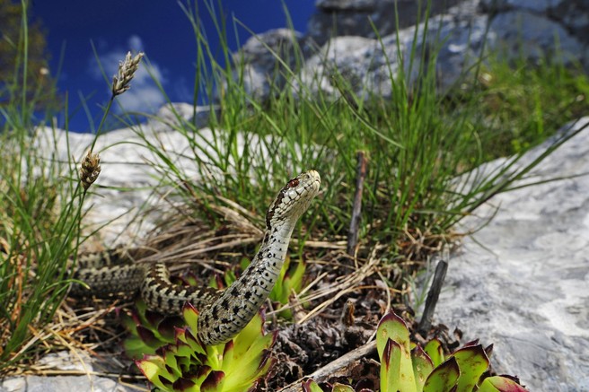 Ugriz strupene kače: Zdaj jih je največ - v Sloveniji in na Hrvaškem! NIJZ opozarja, da moramo ob ugrizu hitro in pravilno ukrepati