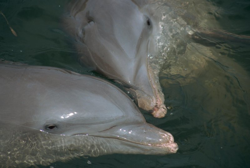 Agresivno vedenje delfinov je v večini primerov reakcija na neprimerno vedenje ljudi